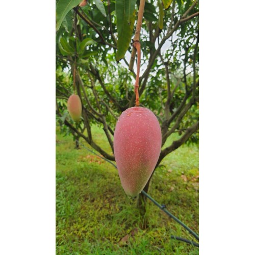 泰國皇室紅鑽芒(預售) 即日起至4月11日截止  送貨日期：4月22日或之前